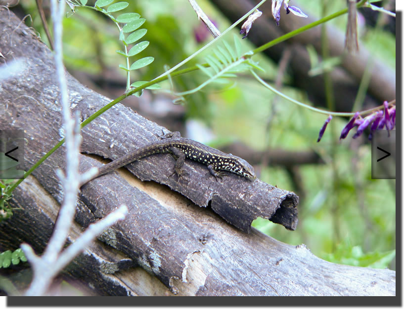 Algyroides moreoticus